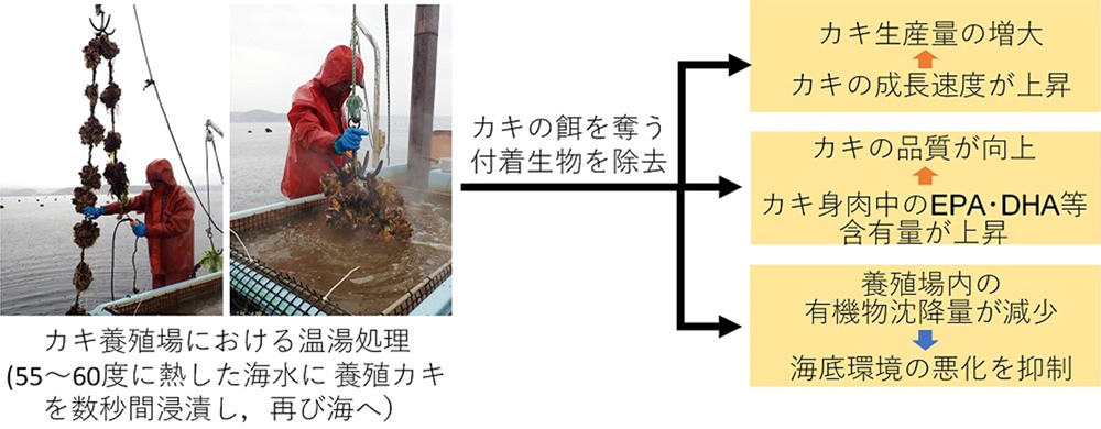 図1　本研究の成果の概要