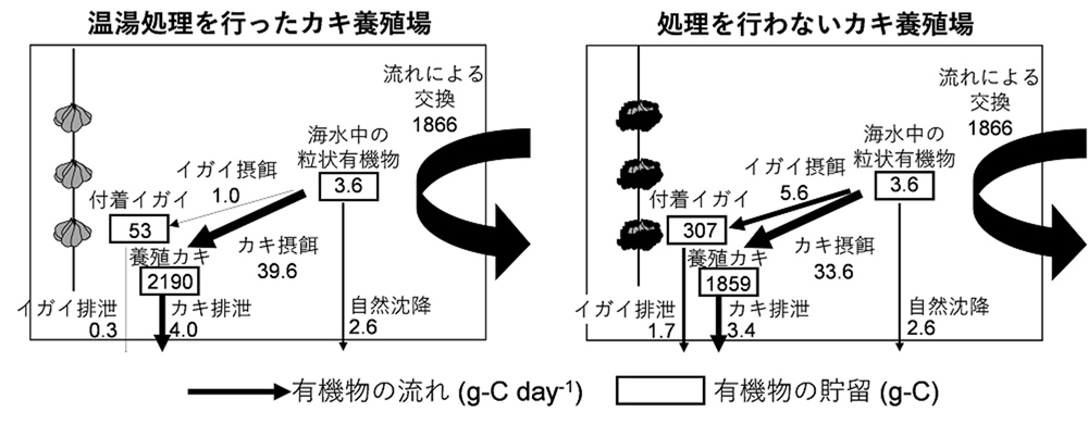 図3　温湯処理・非処理のカキ養殖場における有機物収支の推定結果。（温湯処理実施から5カ月後、2月頃の推定値）