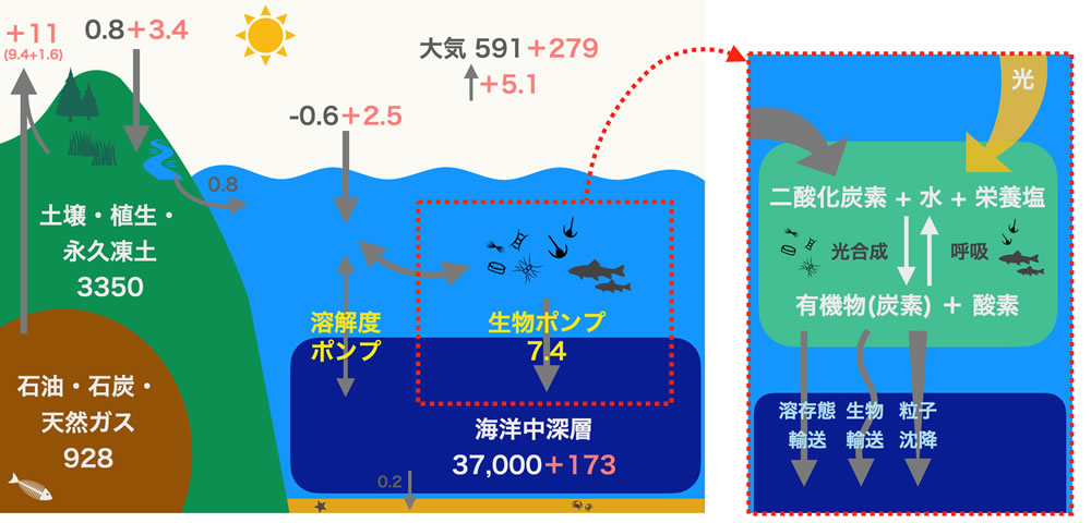 地球全体の炭素循環（左）とその一部である生物ポンプ（右）の概念図