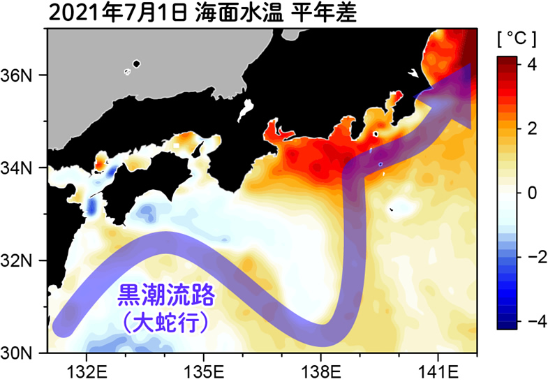 図1.黒潮が大蛇行していた2021年7月1日の海面水温の平年差。青矢印は黒潮の流路を表す。