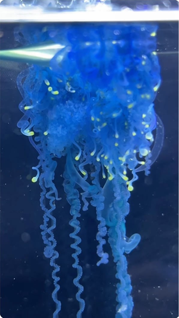 図4. Physalia mikazuki sp. nov.