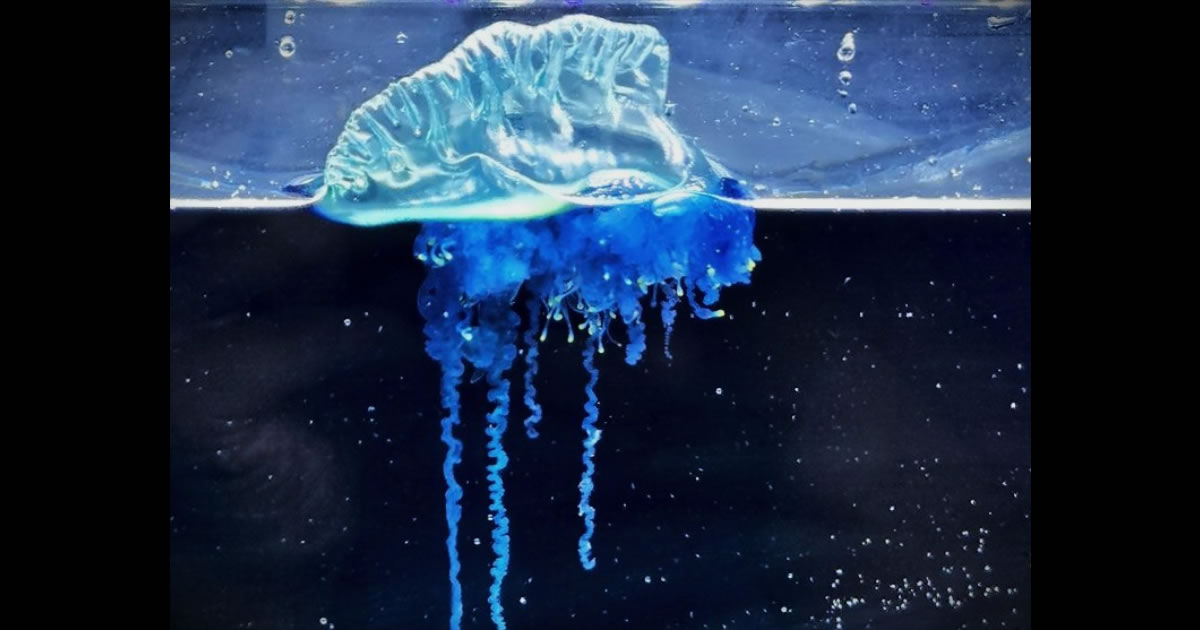 東北地方初確認のカツオノエボシの仲間が新種と判明 ——伊達政宗に