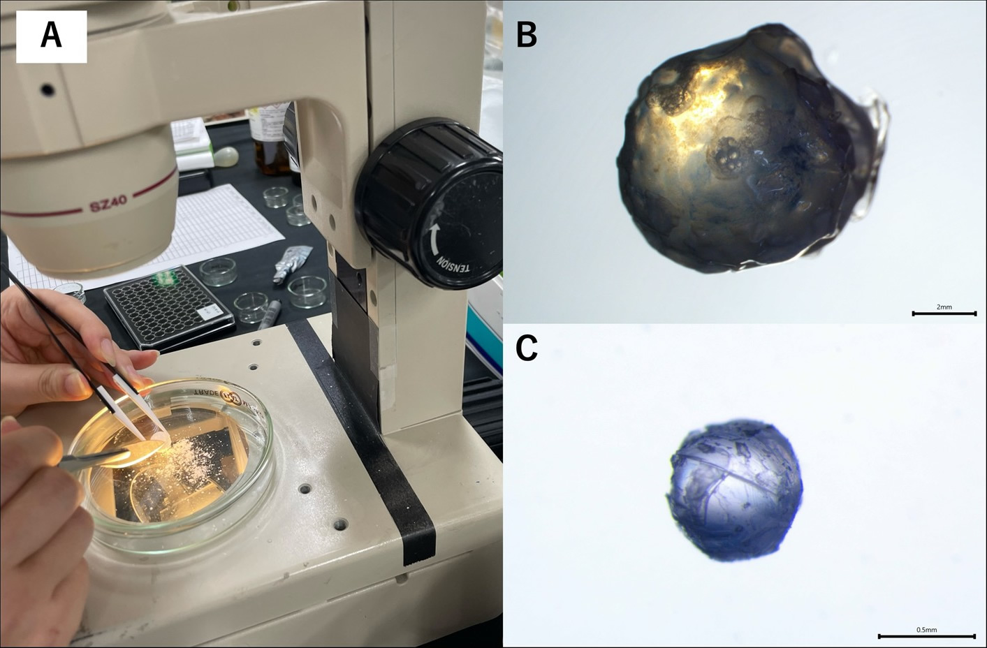 カツオの水晶体を顕微鏡下で切片にする様子(A)、水晶体(B)と切片にした後の水晶体の中心部(C)。中心部には、孵化時期の同位体比が記録されている。