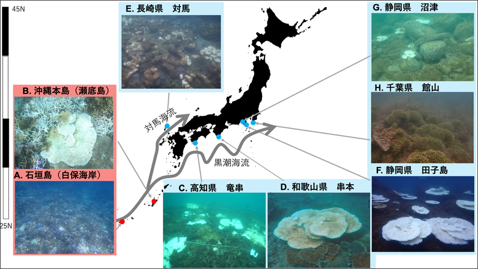 全国的なサンゴの大規模な白化が観測