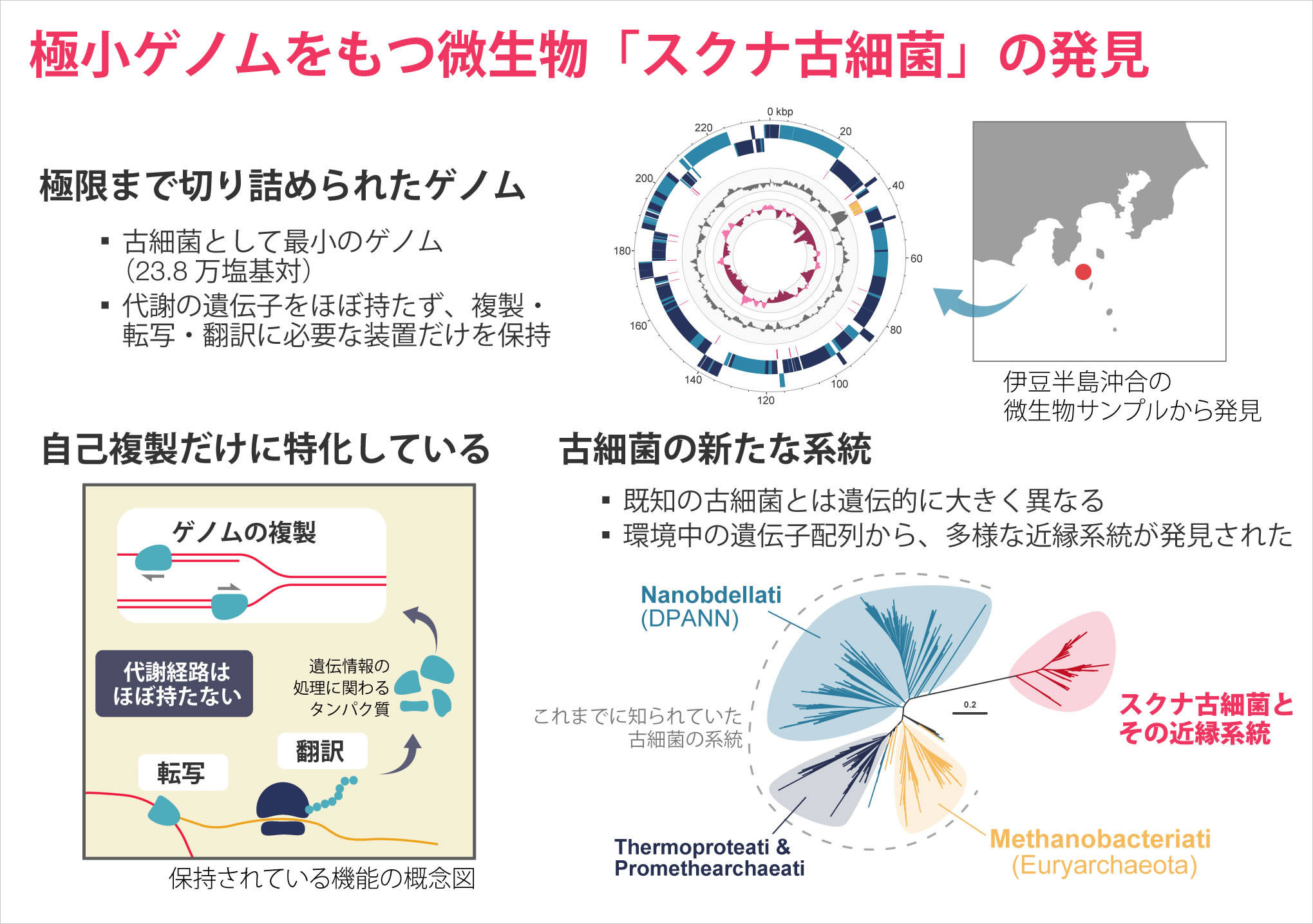 極小ゲノムをもつ微生物「スクナ古細菌」の発見