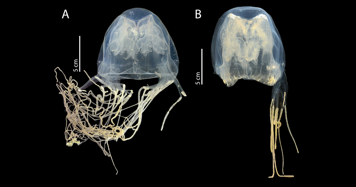 New Species of Venomous Box Jellyfish Discovered in Singapore